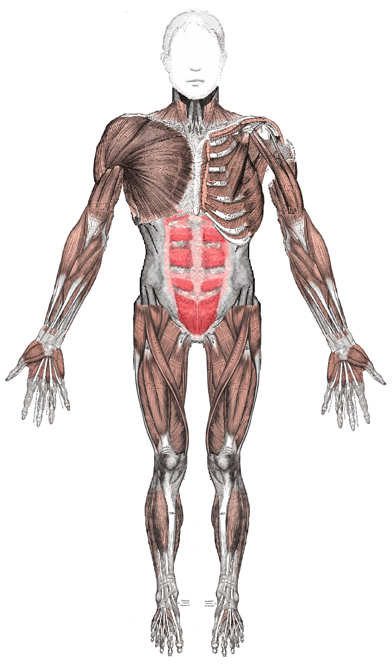 Front view of the human muscular system